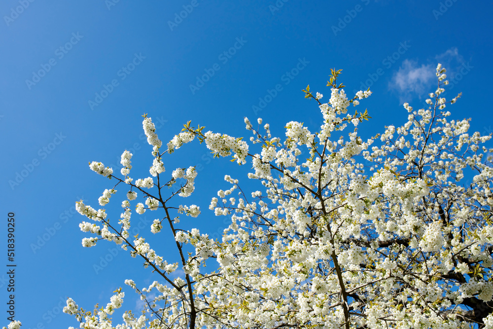 White cherry blossom tree against a blue sky with copy space. Beautiful flowers growing on a branch in forest of botanical garden outdoors. Detail of blossoming flowerheads on sweet fruit tree