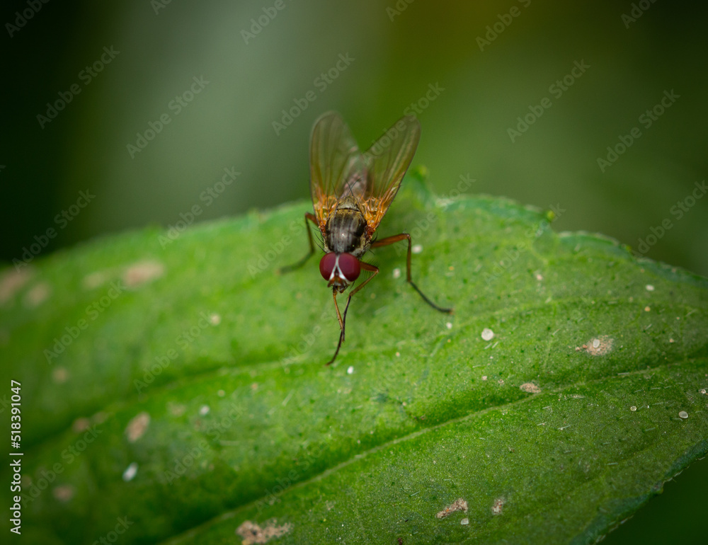 Fly On A Leaf Fly On A Leaf
