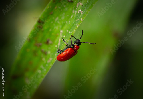 Red Beetle On A Leaf