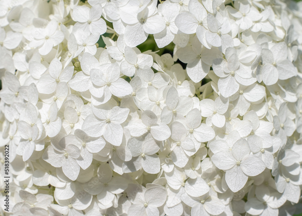 Close up hydrangea flowers in the garden, background Close up hydrangea flowers in the garden, background
