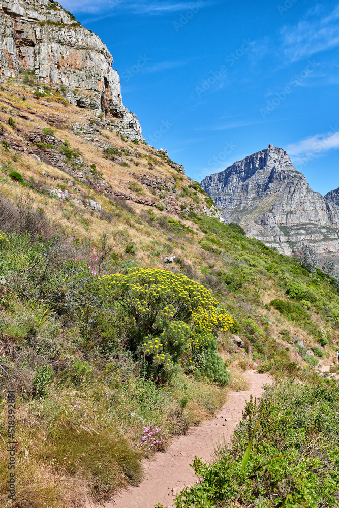 Scenic hiking trail along Table Mountain in Cape Town, South Africa with vibrant flowers and lush plants. Magnificent panoramic of a beautiful and rugged natural landscape to explore and travel