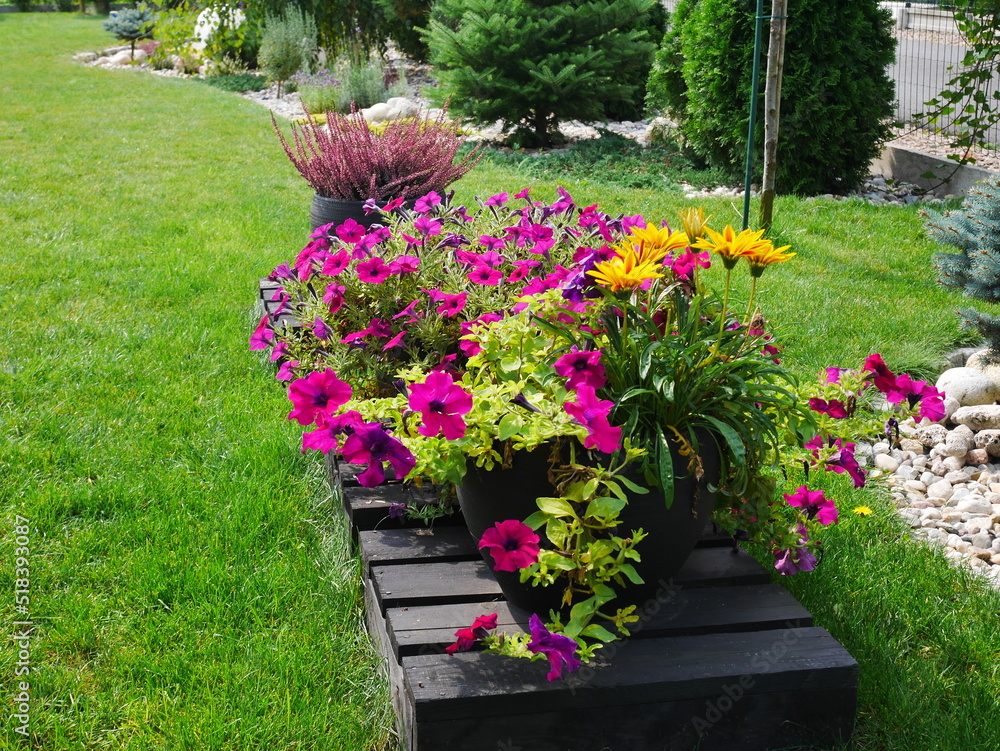 Obraz premium Wielobarwne kwiaty ogrodowe.