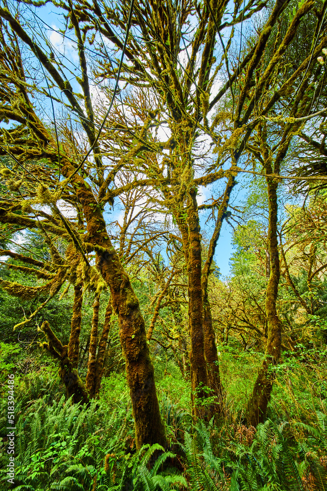 Fototapeta premium Unusual trees in forest completely covered in moss