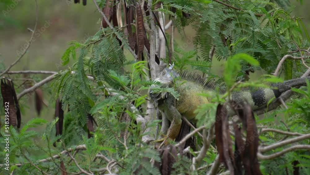Slow Motion Of Wild Green Iguana Eating Leaves In Tree
Slow Motion Of Wild Green Iguana Eating Leaves In Tree