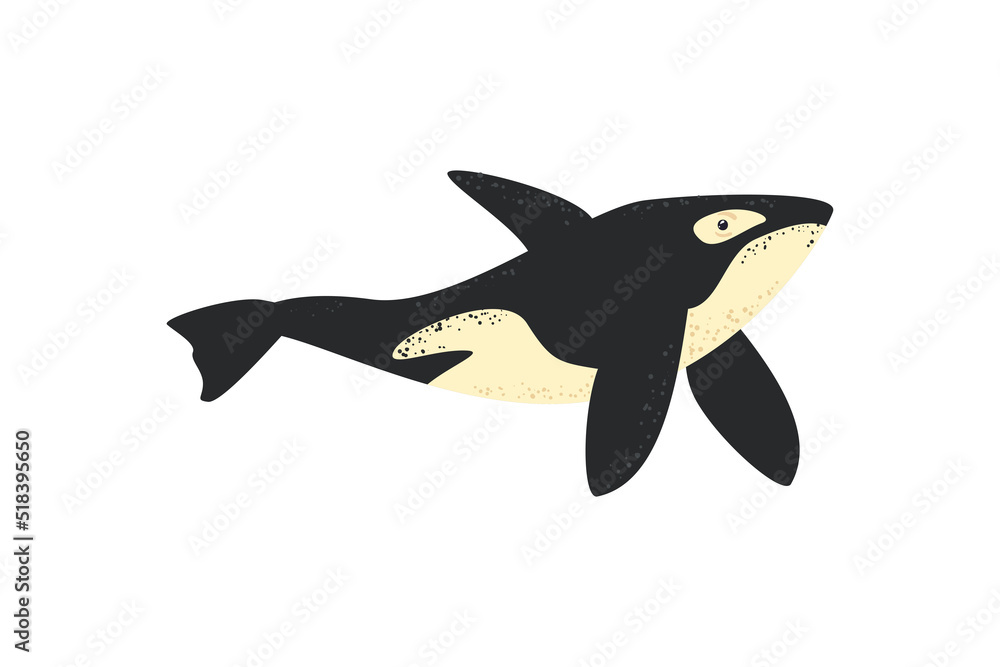 Fototapeta premium flat killer whale