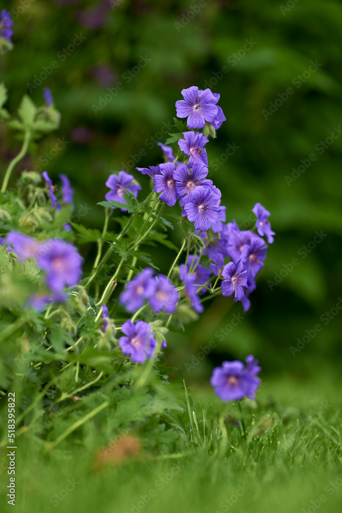 Close up of purple geraniums blossoming in the green grass with blurred green background. Stunning bunch of bright meadow flowers growing on the forest edge. Native woodland plant blooming in spring Close up of purple geraniums blossoming in the green grass with blurred green background. Stunning bunch of bright meadow flowers growing on the forest edge. Native woodland plant blooming in spring
