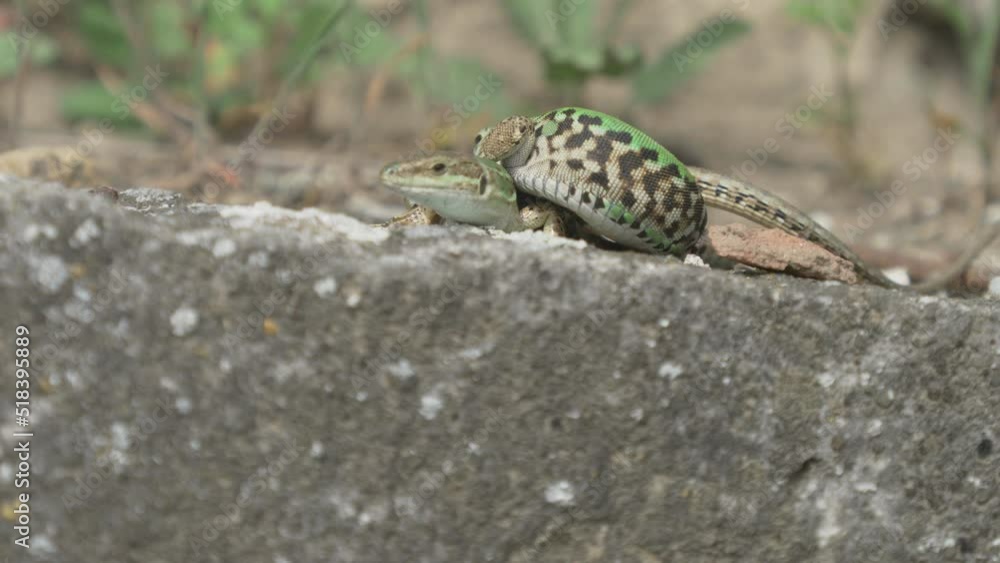 Mating and copulation of italian wall lizard (Podarcis siculus) Mating and copulation of italian wall lizard (Podarcis siculus)