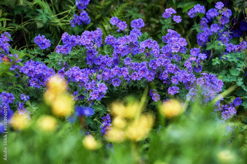 Closeup of purple Geranium flowers growing in a green garden with bokeh. Macro details of vibrant flowers in harmony with nature, tranquil wild plants in a zen, quiet and calm backyard Closeup of purple Geranium flowers growing in a green garden with bokeh. Macro details of vibrant flowers in harmony with nature, tranquil wild plants in a zen, quiet and calm backyard
