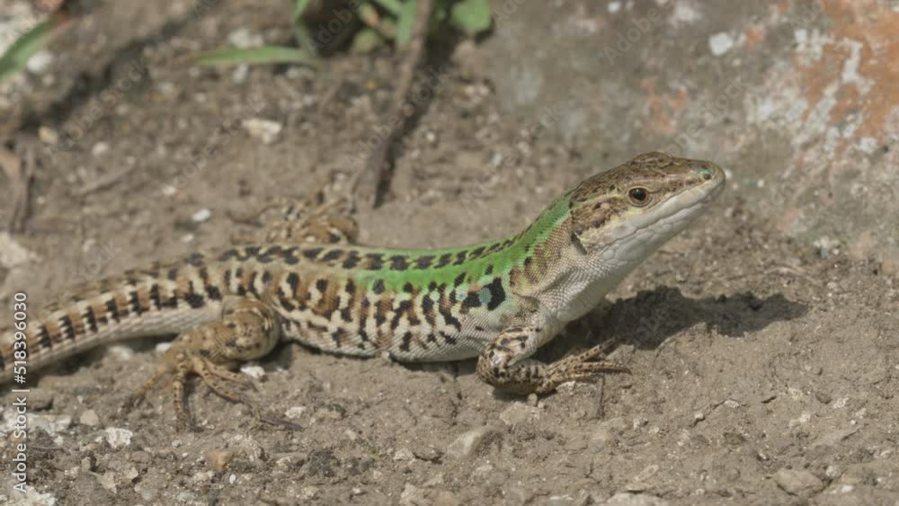 Splendid Italian wall lizard male (Podarcis siculus campestris) resting in the sun, an invasive species spread in several European countries hidden in the imported decorative Mediterranean plants pots Splendid Italian wall lizard male (Podarcis siculus campestris) resting in the sun, an invasive species spread in several European countries hidden in the imported decorative Mediterranean plants pots