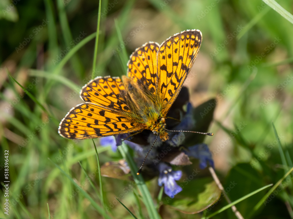 Small Pearl-bordered Fritillary on Bugle
