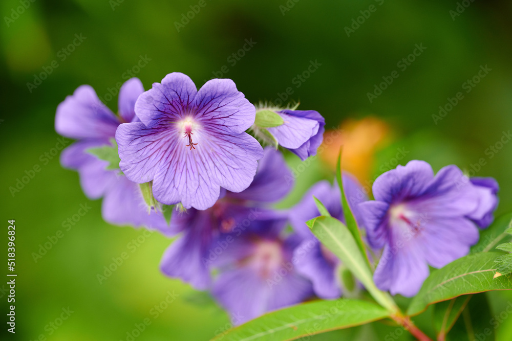 Purple Cranesbill flowers growing in a garden. Closeup of bright geranium perennial flowering plants contrasting in a green park. Colorful gardening blossoms for outdoor backyard decoration in spring Purple Cranesbill flowers growing in a garden. Closeup of bright geranium perennial flowering plants contrasting in a green park. Colorful gardening blossoms for outdoor backyard decoration in spring