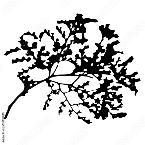 Dry grass collection. Vector illustration. Statice. festive decoration template. feathery grass head