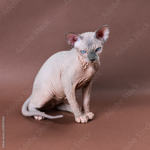 Blue mink and white color Sphinx Cat 4 months old with blue eyes sitting. Beautiful hairless female cat. Studio shot of rare breed pet on brown background.