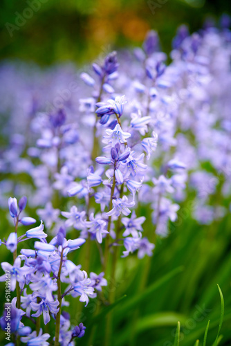 Beautiful blue flowers blooming in late Spring with green stems. An isolate relaxing peaceful garden to admire pretty colourful plants also known as Scilla siberica. Purple floral garden arrangement