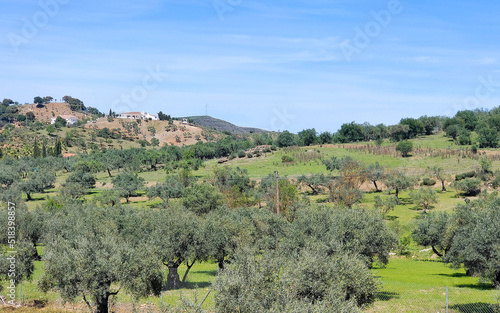 Olive trees in Andalusia