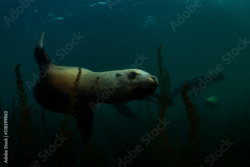 Steller Sea Lion photo