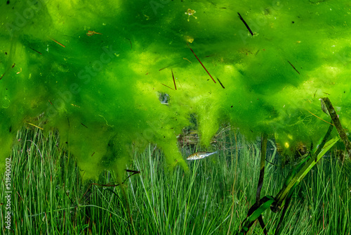 Fish in Vegetation