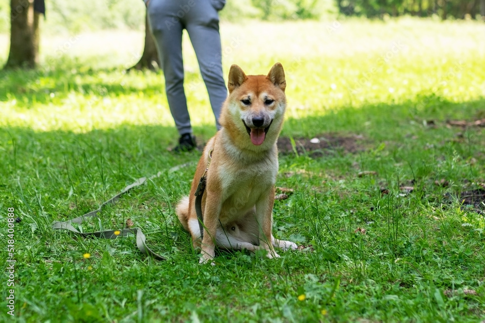 Shiba inu dog walking in the forest.
