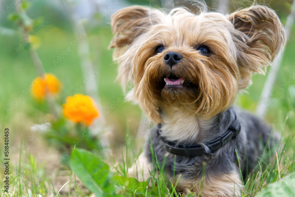 Yorkshire Terrier puppy lies in the low spring grass close to flowers. Funny small York puppy on golden hour time photography. close up Yorkshire Terrier puppy lies in the low spring grass close to flowers. Funny small York puppy on golden hour time photography. close up