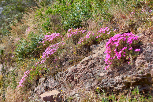 Beautiful Trailing Ice plants and green lush bushes growing peacefully on a mountain in Cape Town. Large area of wilderness in rural landscape with calming fresh air, ecological life and harmony