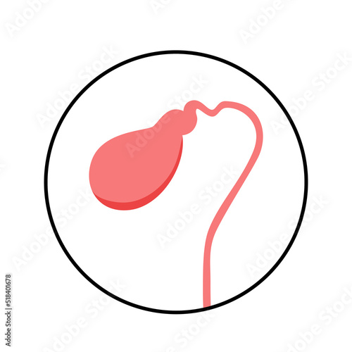 gallbladder anatomy poster