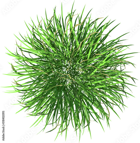 Top view of Plant (Grass 2) Tree illustration vector 