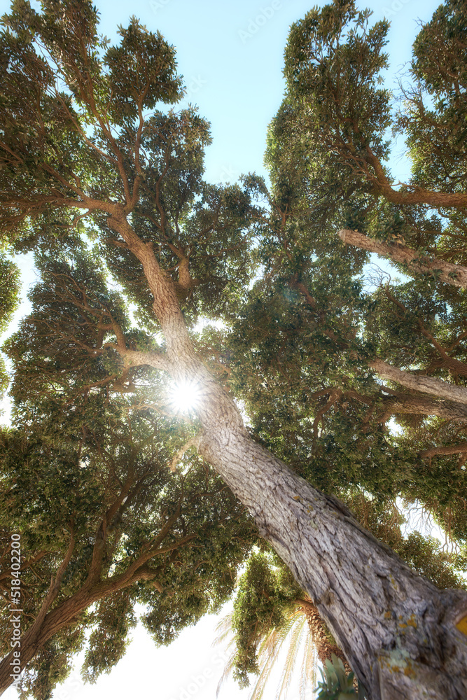 Obraz premium Sun shining through the branches of a tree on a clear blue sky background. Low angle nature landscape of an old tree trunk with lush leaves growing in the wild or in a remote forest