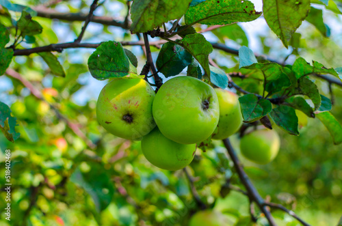 green apples on a tree branch in summer