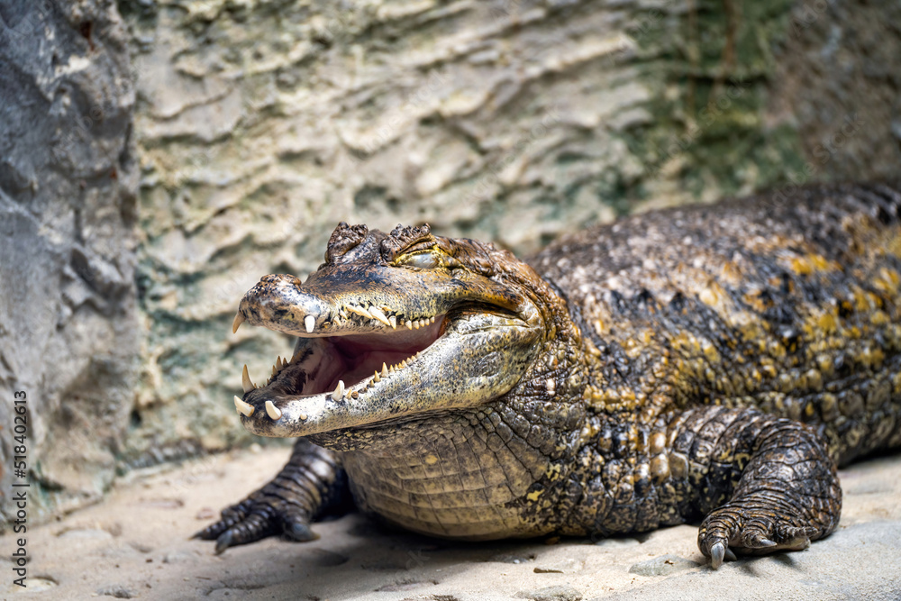 Close up of a crocodile digesting with open mouth and closed eyes in Lodz zoo, Poland Close up of a crocodile digesting with open mouth and closed eyes in Lodz zoo, Poland