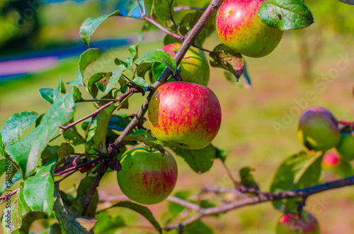 red green apples on a branch