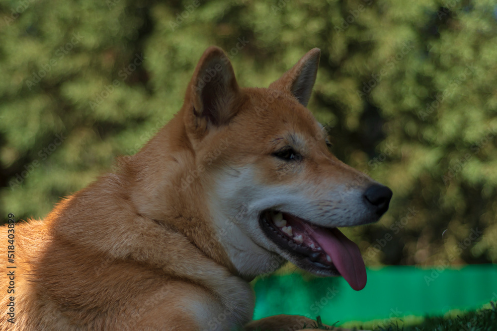 cachorro de perro japones de raza shiba inu, jugando con un trozo de hielo, por el calor