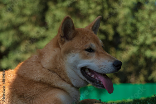 cachorro de perro japones de raza shiba inu  jugando con un trozo de hielo  por el calor