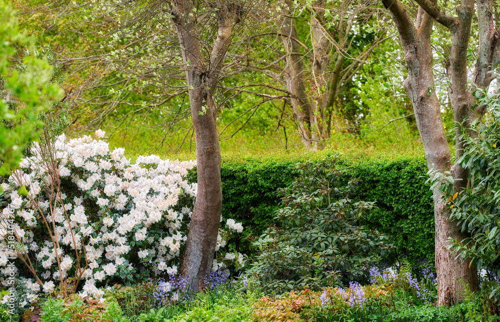 Colorful flowers and plants growing and blooming in a botanical garden. Beautiful variety of greenery in a backyard in summer. Scenic landscaping of trees and bushes in a public nature environment Colorful flowers and plants growing and blooming in a botanical garden. Beautiful variety of greenery in a backyard in summer. Scenic landscaping of trees and bushes in a public nature environment