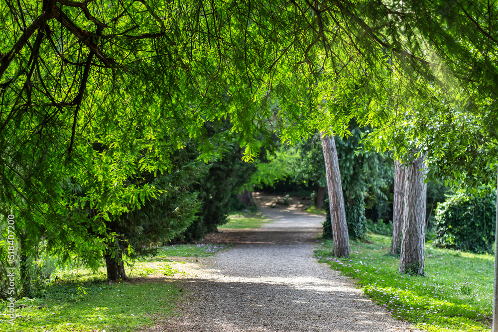 Magical green forest in the rays of the morning sun. Bright rays of the sun on the forest road. Sunlight through the trees in the forest. Magical green forest in the rays of the morning sun. Bright rays of the sun on the forest road. Sunlight through the trees in the forest.