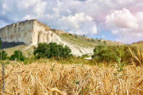 wheat fields near the mountains