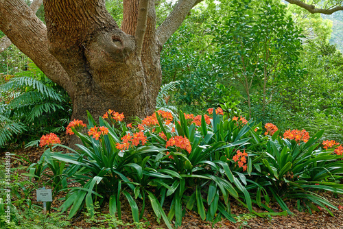 Orange bush lily growing near a tree trunk in spring. Nature landscape of indigenous clivia miniata flowers blooming in green nature. Popular native South African plant in a lush garden foliage