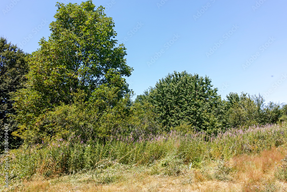 Fototapeta premium Summer landscape of Belasitsa Mountain, Bulgaria