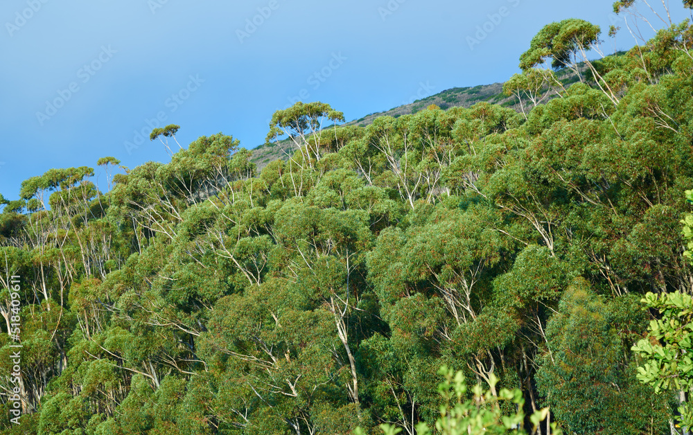 Obraz premium Landscape view of green eucalyptus gum rainforest canopy trees growing in wild and remote countryside. Scenic ecosystem of dense plants and bushes in remote conservation forest or nature woods