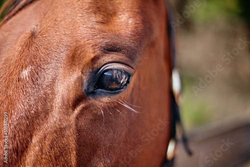 Portrait of a horse photo