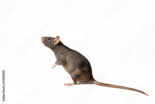 black rat standing on two legs, in profile isolated on white background. rodent animal of small size. animal concept.