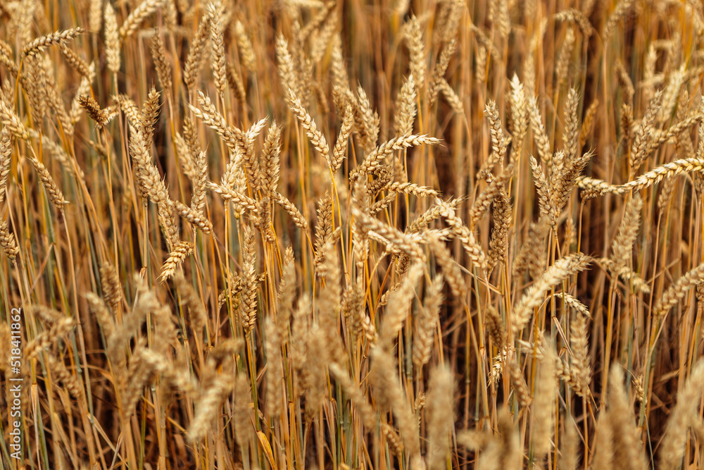 Fototapeta premium Close up wheat field. Gold yellow wheat cereal waving trembling in the wind, grain harvest ripens in the sunny summer. Spikelets shaking sway outside. Agriculture industry business concept