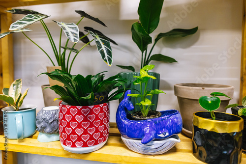 Creative flowerpots with herbs in floral studio 