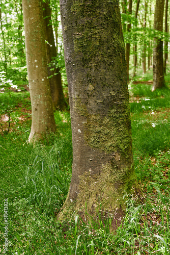 Beech trees with moss and algae growing in a park or garden outdoors. Natural landscape with wooden texture of old bark and weathered trunks on a sunny day in a remote and peaceful meadow or forest