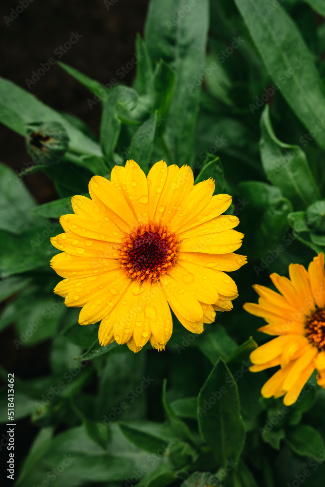 Calendula officinalis Calendula officinalis
