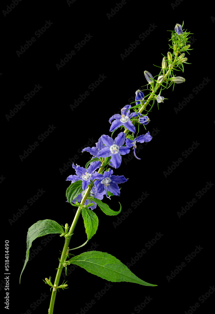 Obraz premium Wysoki dzwonek (Campanula americana) kwitnący wczesnym latem. Pochodzi ze wschodniej połowy USA i Kanady.