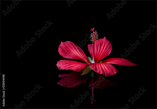 Flower of scarlet rosemallow (Hibiscus coccineus) on reflective surface. Plant is native to the southeastern U.S. photo