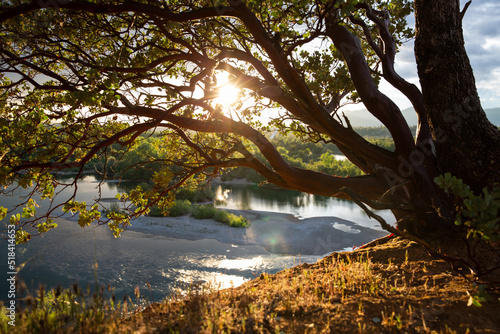 Sunflare Through Red Manzanita