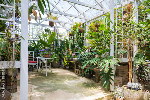 Rainforest plants growth in a green house photo