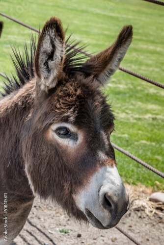 Miniature Donkey Portrait of head and neck