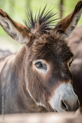 Miniature Donkey Portrait of head and neck © Tedi S Photography